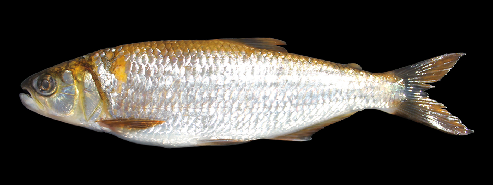 Brycon nattereri