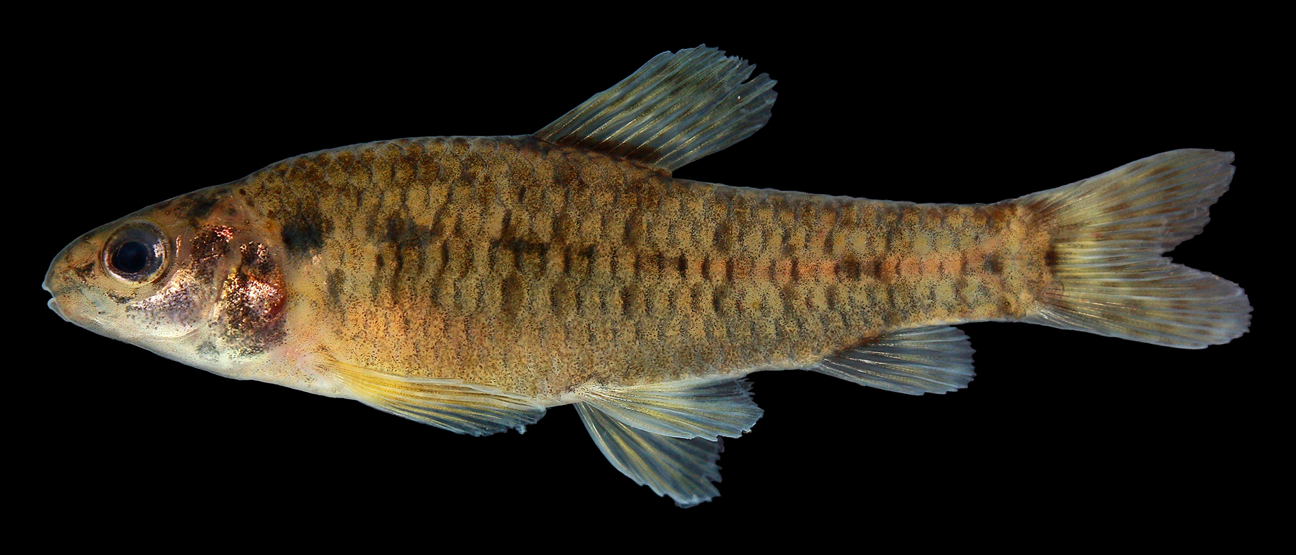 Characidium cacah