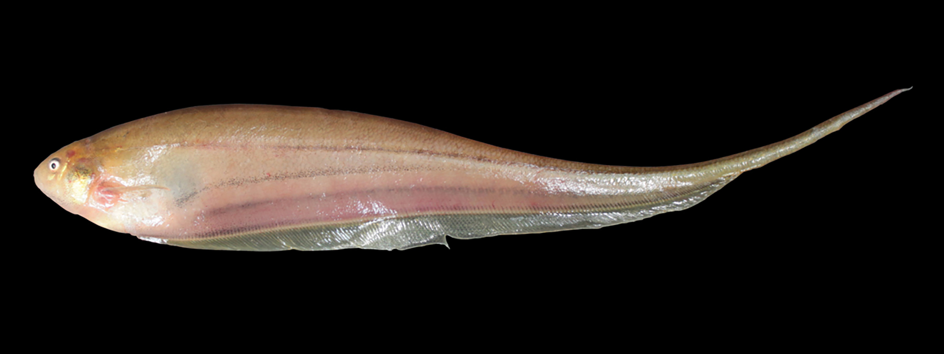 Eigenmannia microstomus