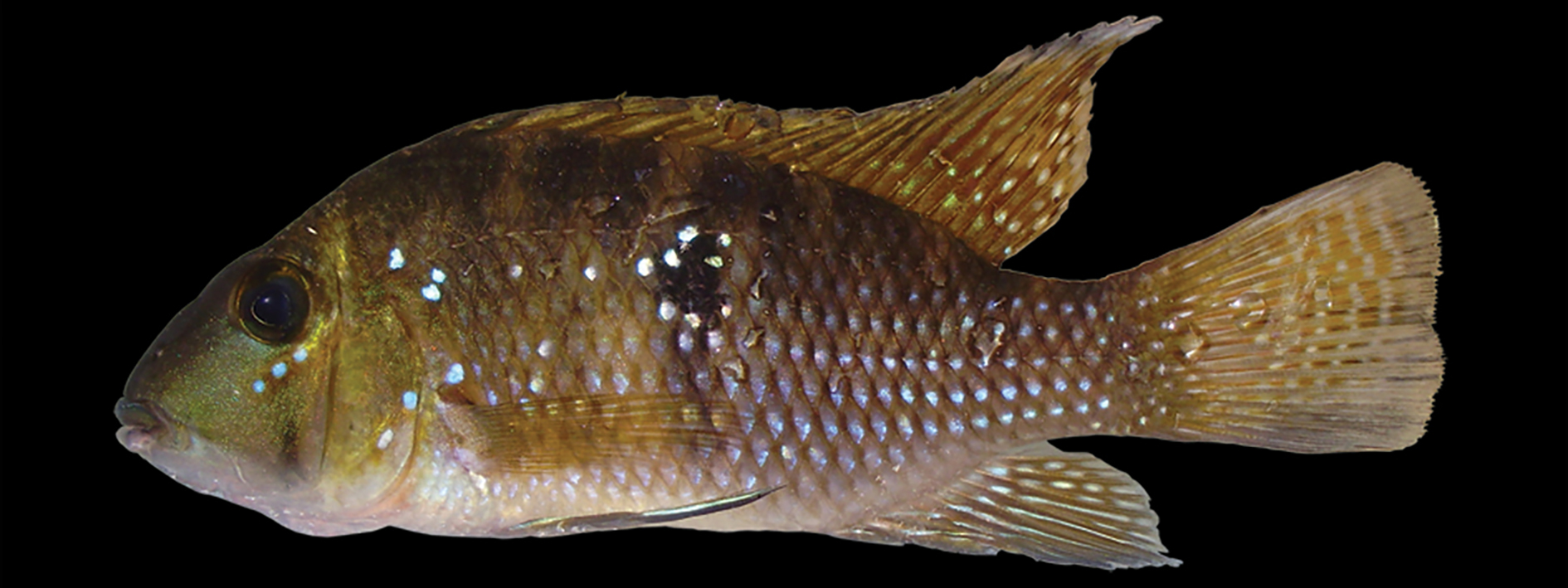 Geophagus brasiliensis