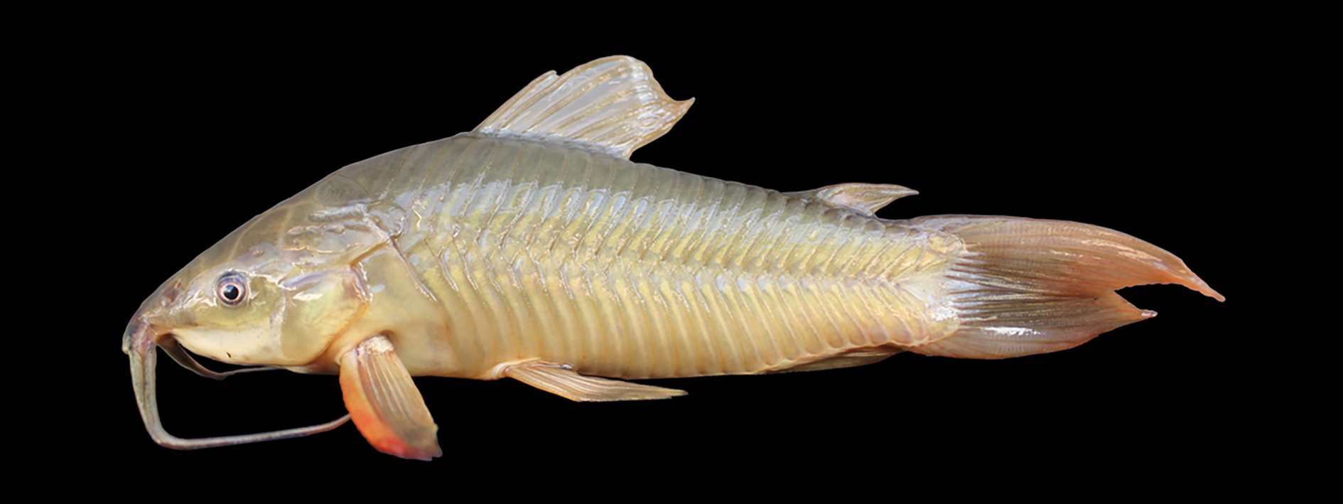 Hoplosternum gr. littorale