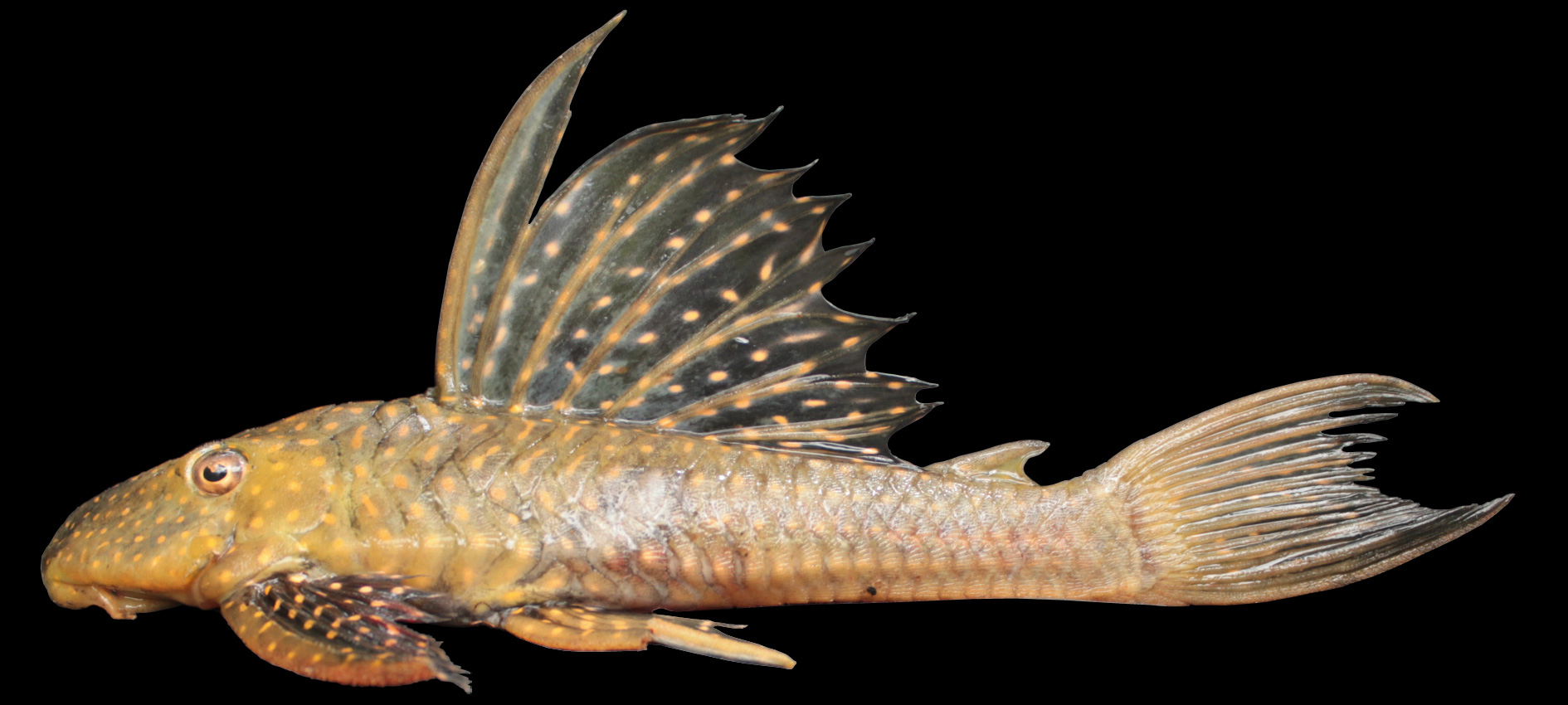 Hypostomus francisci