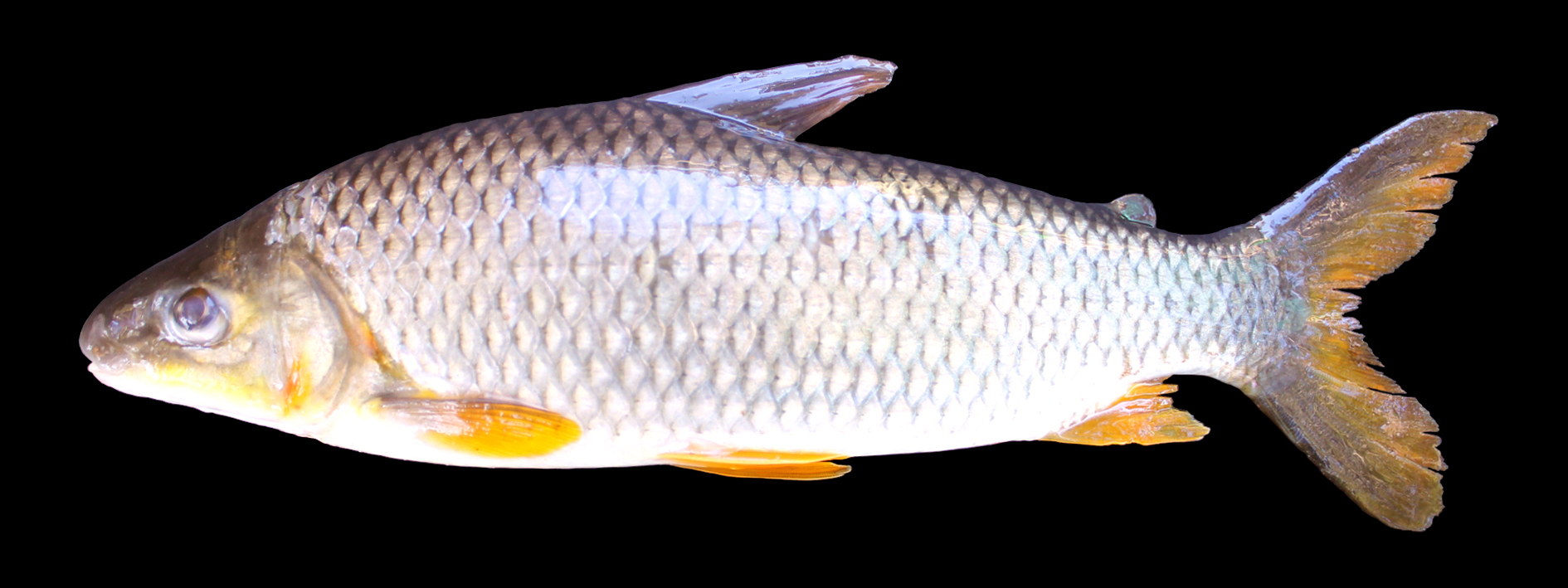 Megaleporinus obtusidens