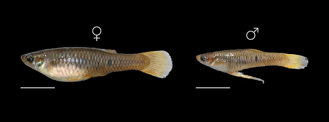 Phalloceros uai