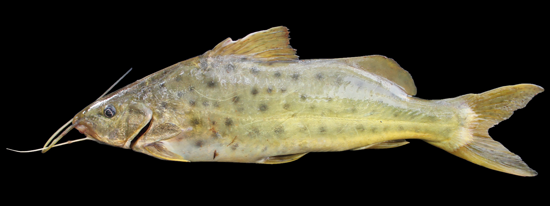 Pimelodus maculatus