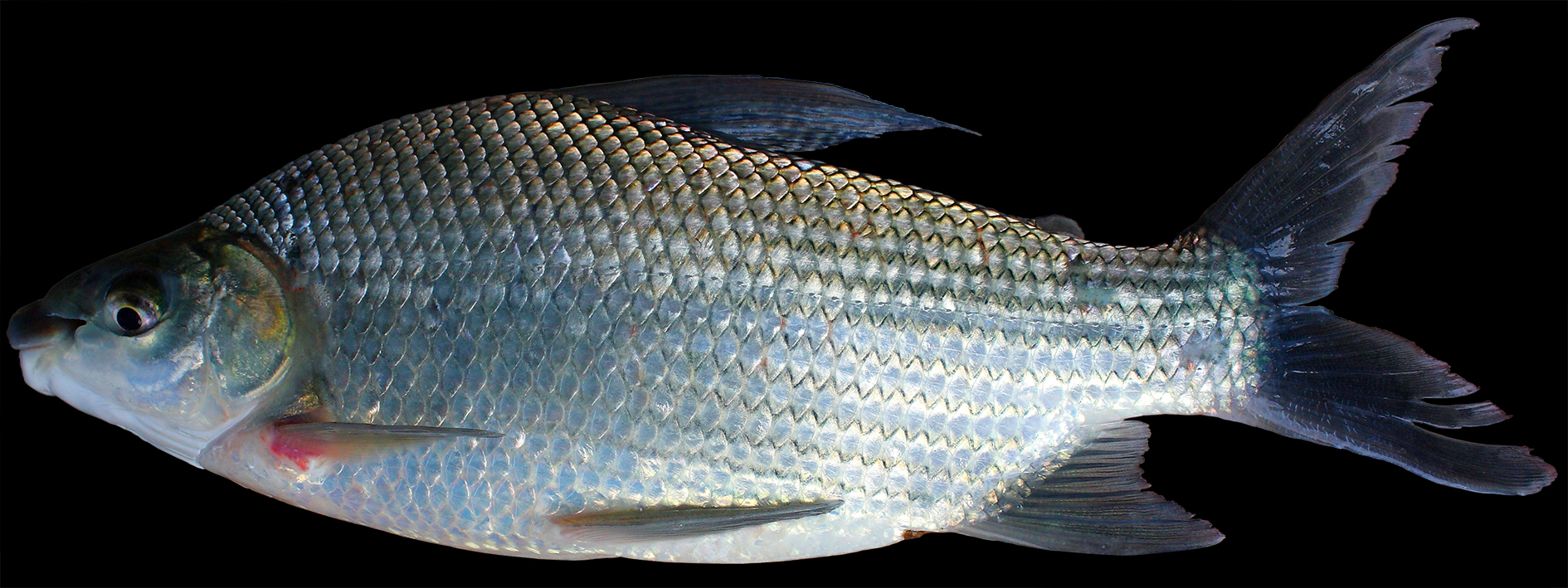 Prochilodus argenteus