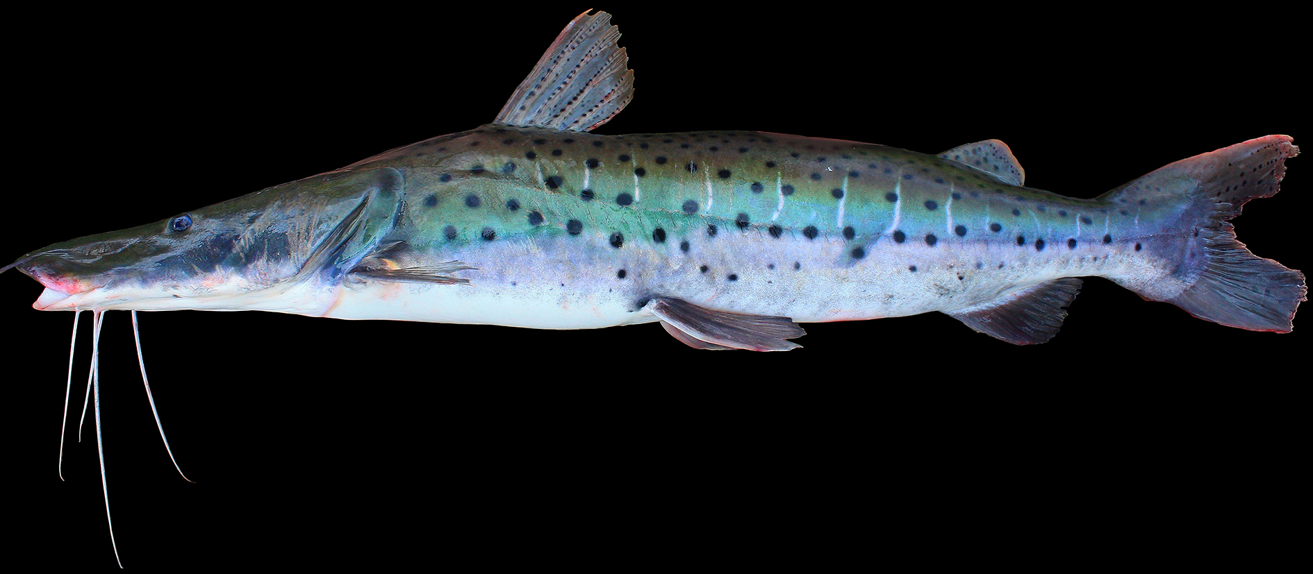 Pseudoplatystoma corruscans