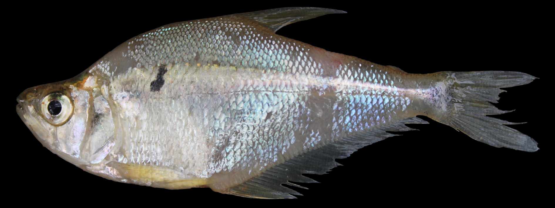 Roeboides xenodon