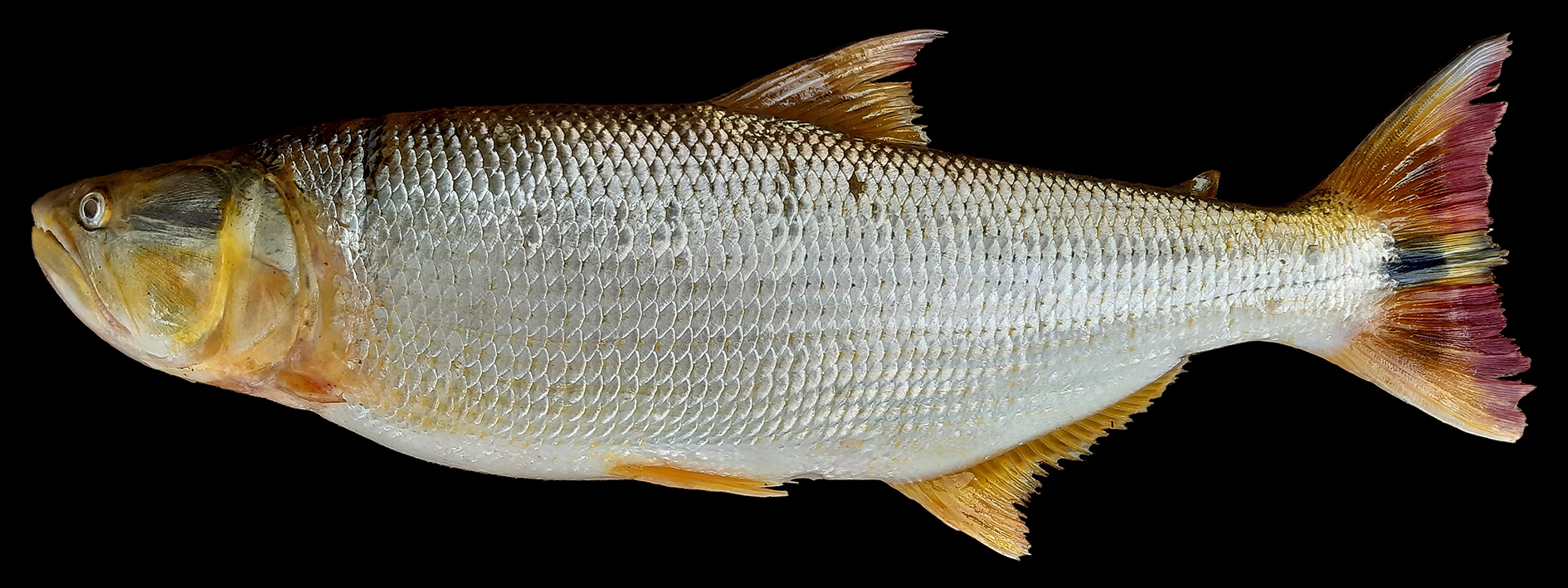 Salminus franciscanus