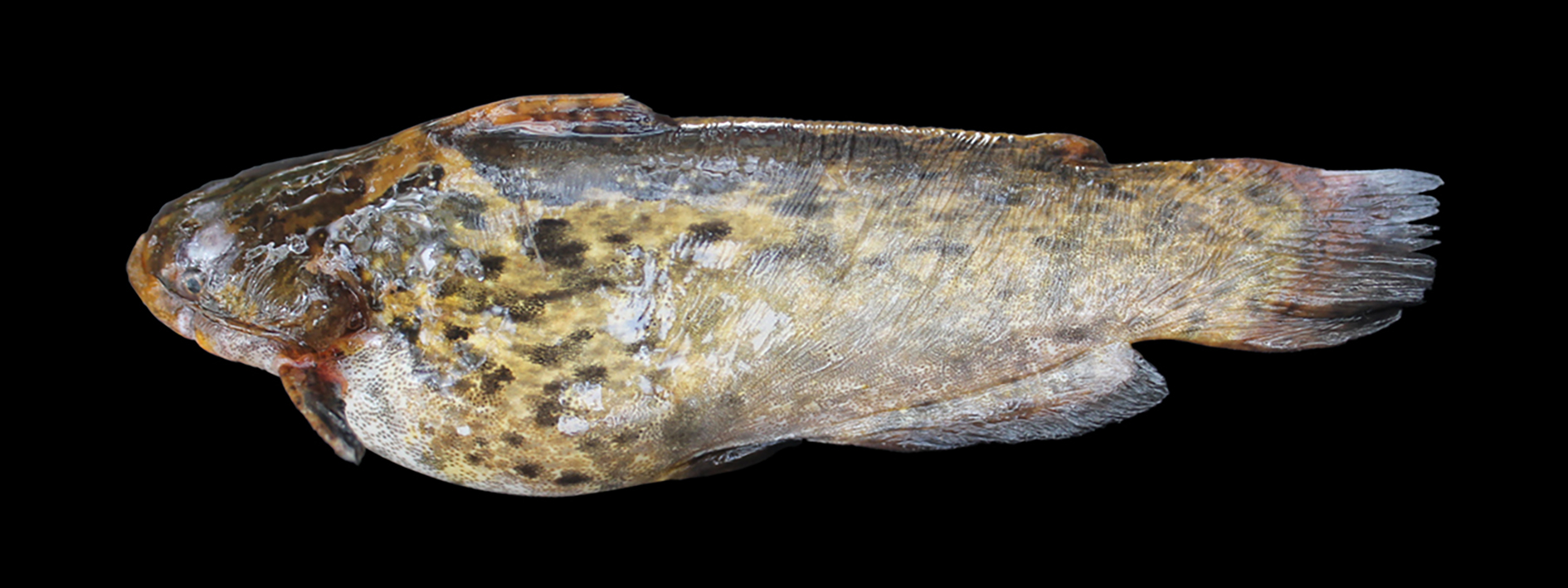 Trachelyopterus galeatus